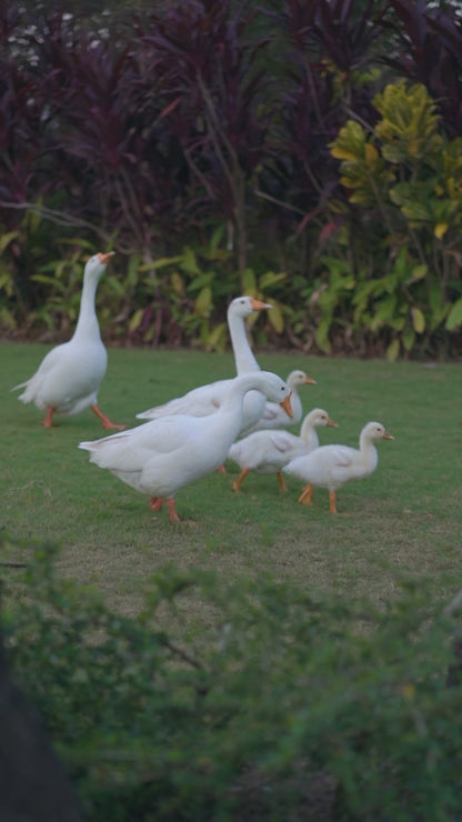 Rayon Mustard Casual Wear Sequin Work Readymade Anarkali Suit 380560